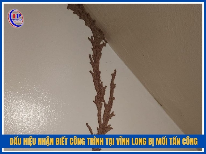 Dấu hiệu nhận biết công trình tại Vĩnh Long bị mối tấn công