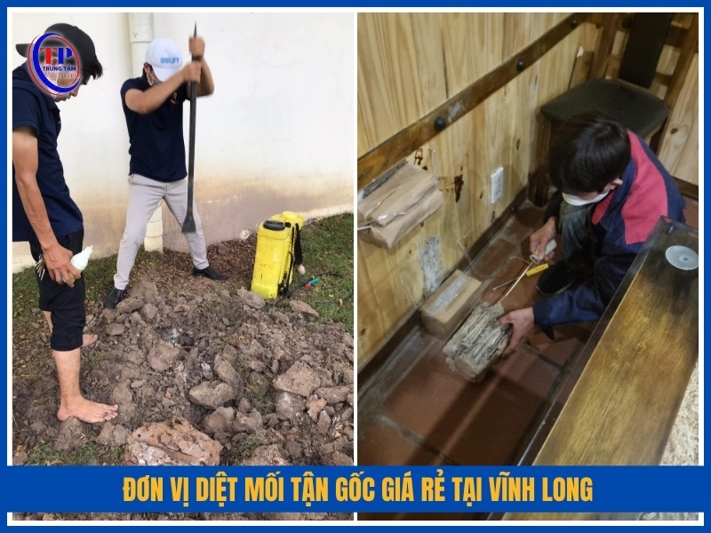 Đơn vị diệt mối tận gốc giá rẻ tại Vĩnh Long