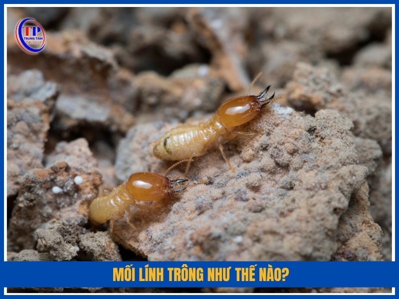 Mối lính trông như thế nào?