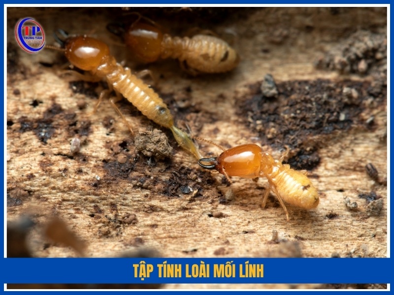 Tập tính loài mối lính