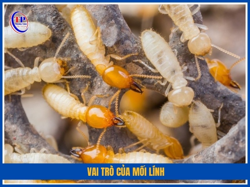 Vai trò của mối lính