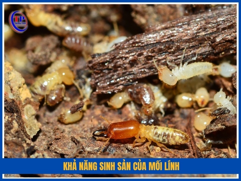 Khả năng sinh sản của mối lính