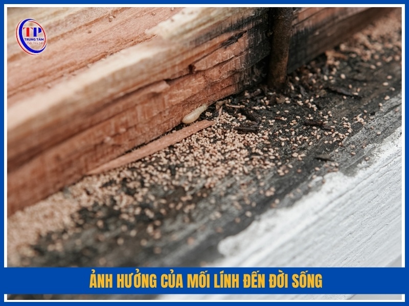Ảnh hưởng của mối lính đến đời sống