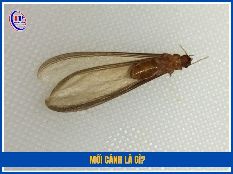 Mối cánh là gì?