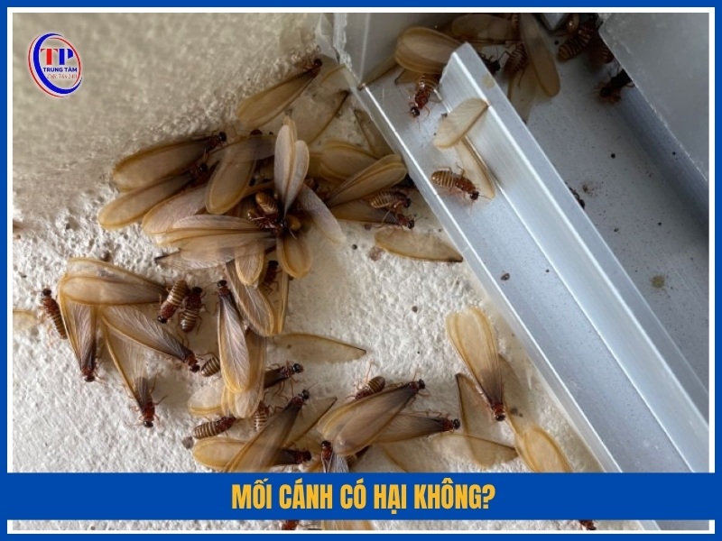 Mối cánh có hại không?
