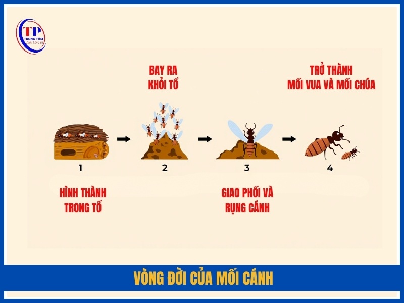 Vòng đời của mối cánh