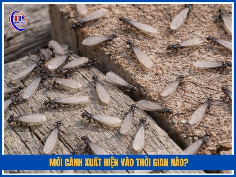Mối cánh xuất hiện vào thời gian nào?