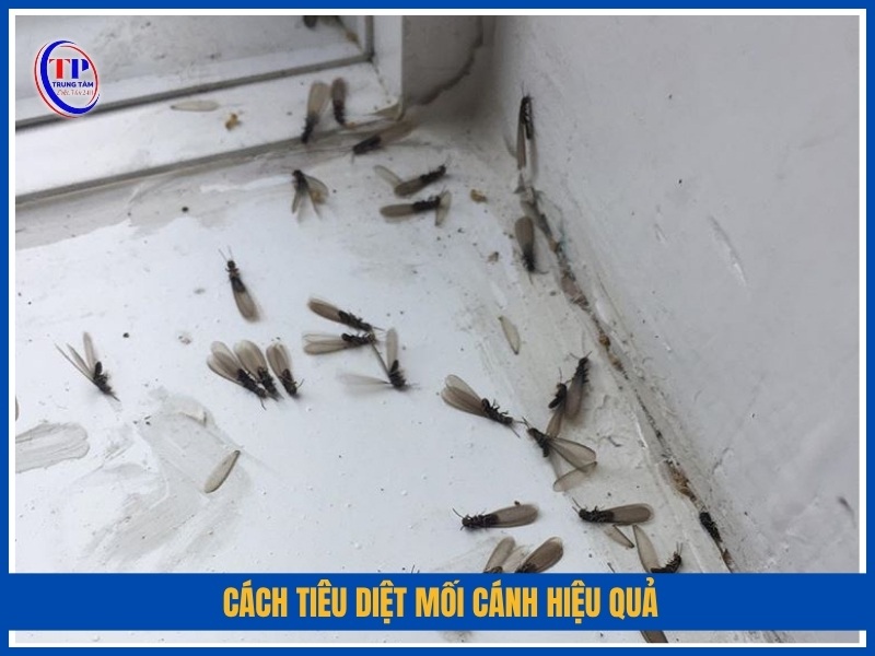 Cách tiêu diệt mối cánh hiệu quả