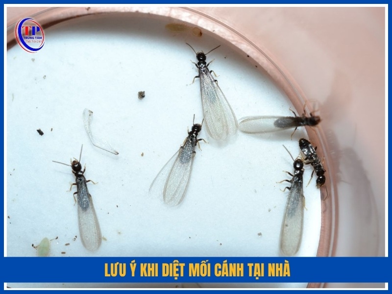 Lưu ý khi diệt mối cánh tại nhà