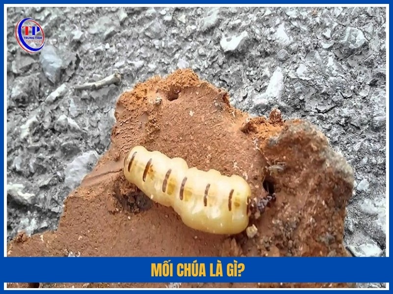 Mối chúa là gì?