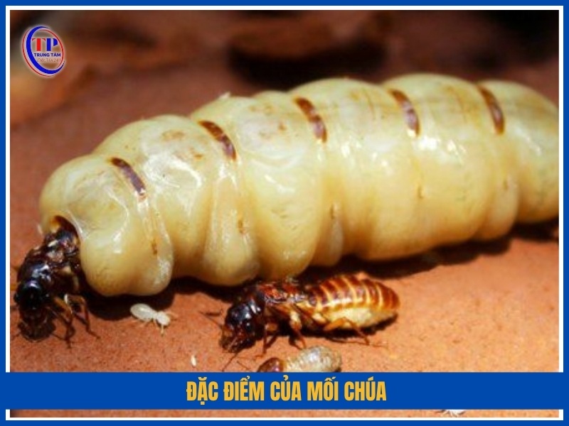 Đặc điểm của mối chúa