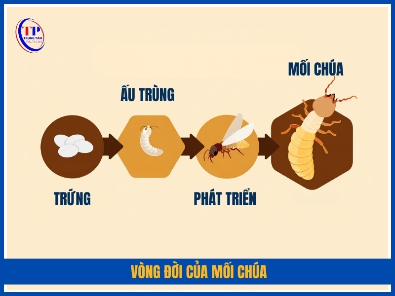 Vòng đời của mối chúa