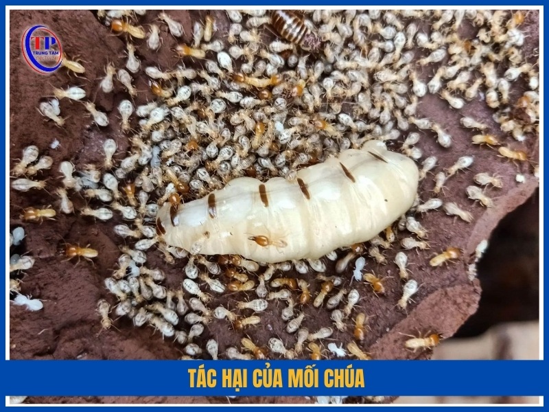 Tác hại của mối chúa