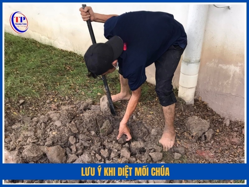 Lưu ý khi diệt mối chúa