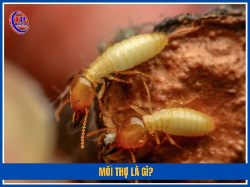 Mối thợ là gì?