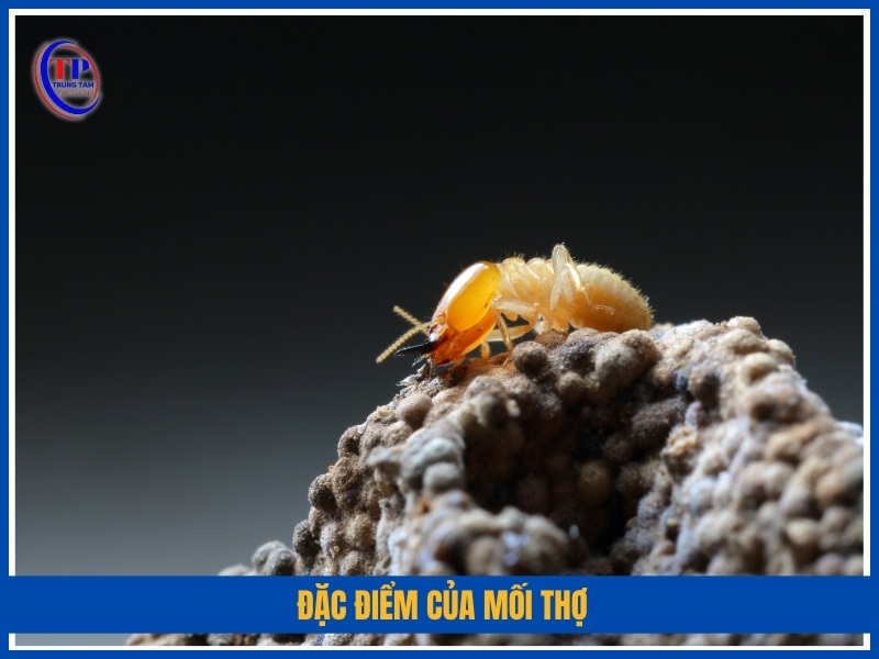 Đặc điểm của mối thợ