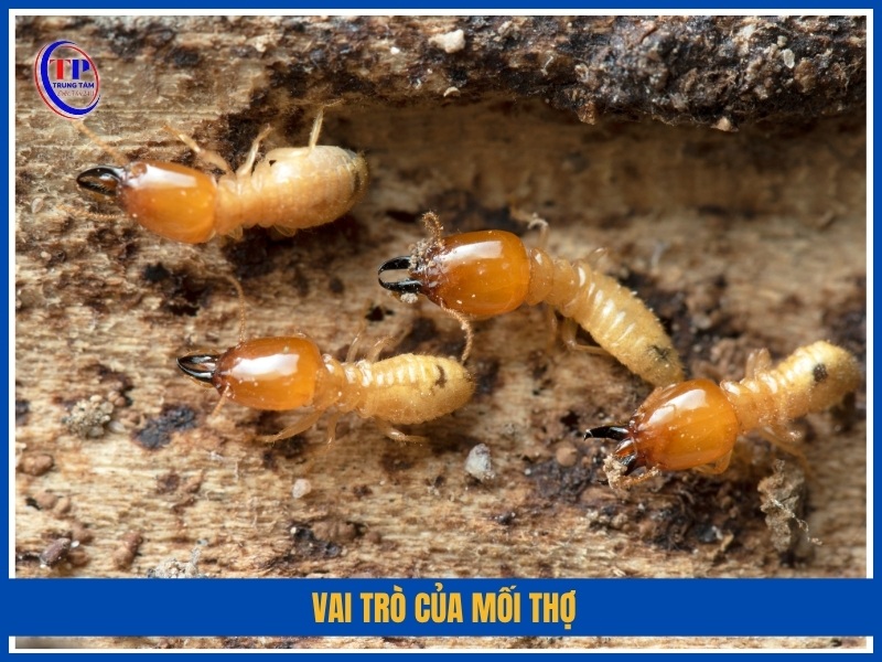 Vai trò của mối thợ