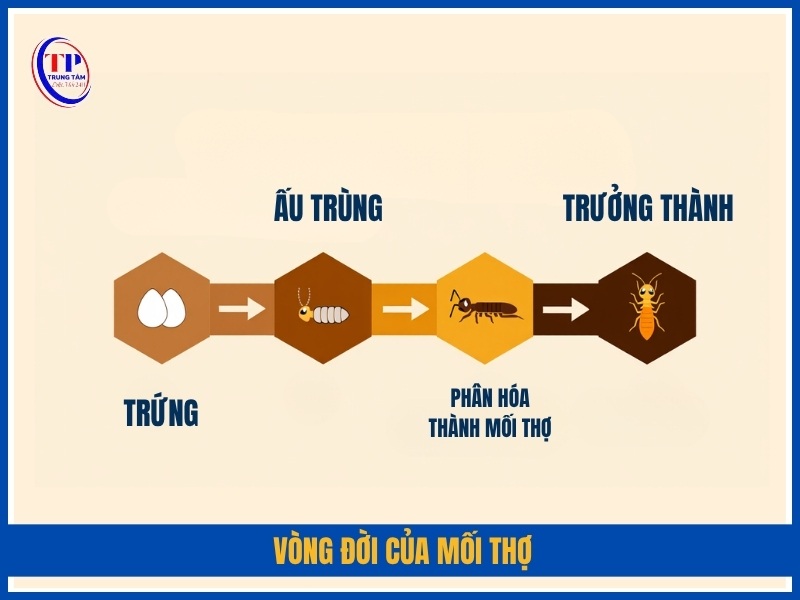 Vòng đời của mối thợ