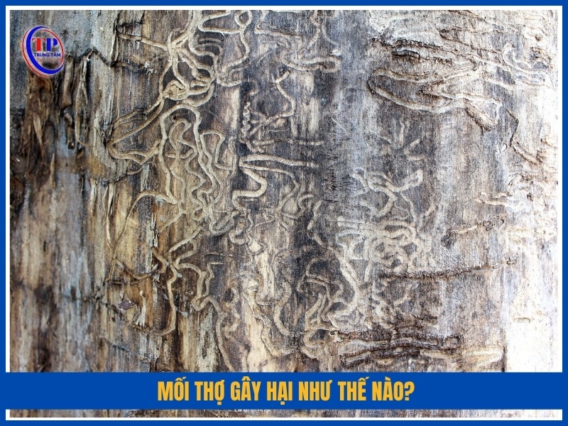 Mối thợ gây hại như thế nào?