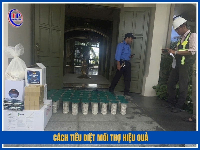 cách tiêu diệt mối thợ hiệu quả