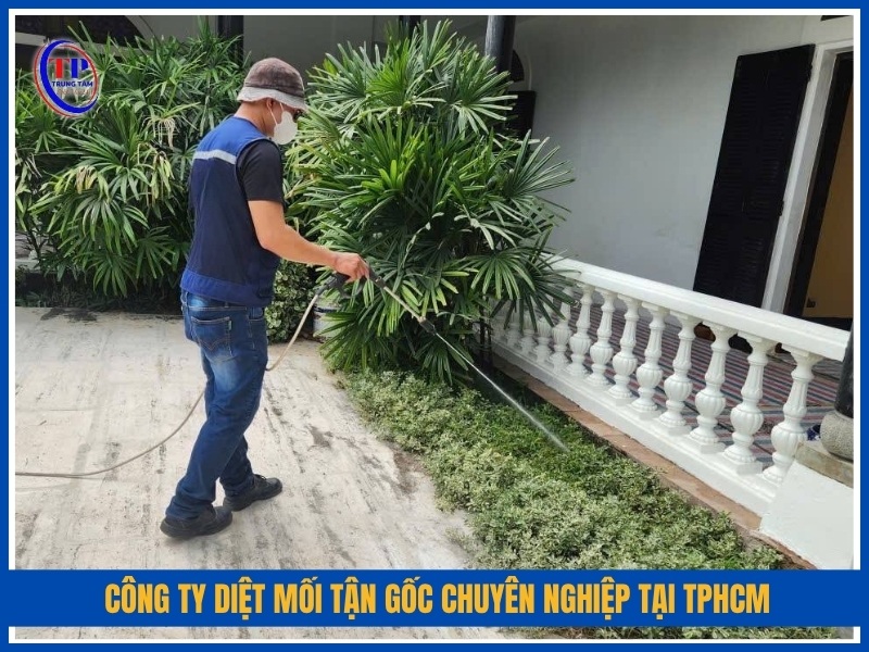 Công ty diệt mối tận gốc chuyên nghiệp tại TPHCM