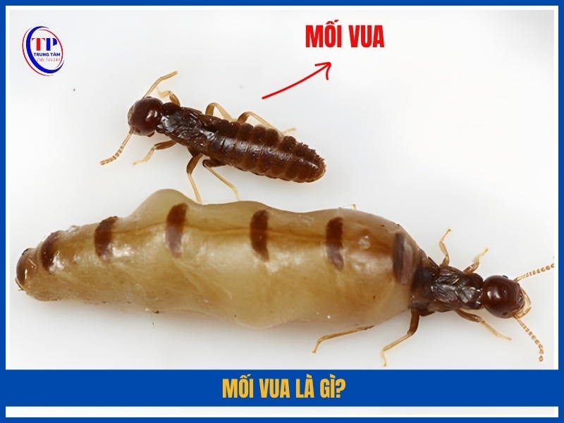 Mối vua là gì?