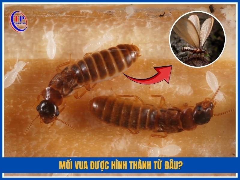 Mối vua được hình thành từ đâu?