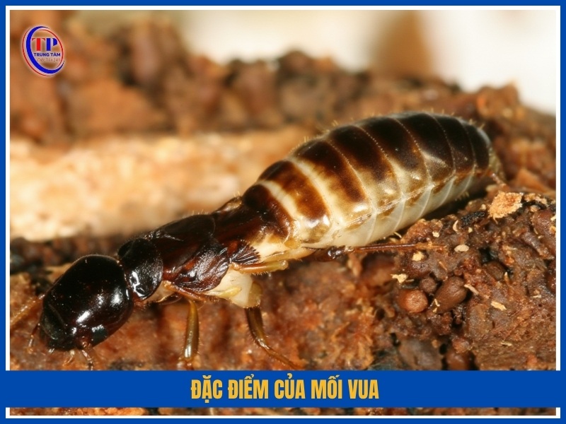 Đặc điểm của mối vua