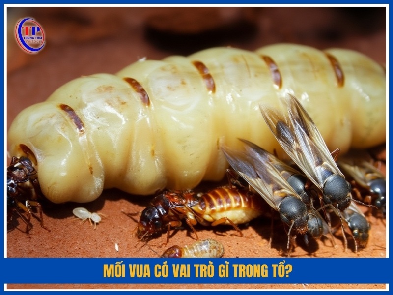 Mối vua có vai trò gì trong tổ?
