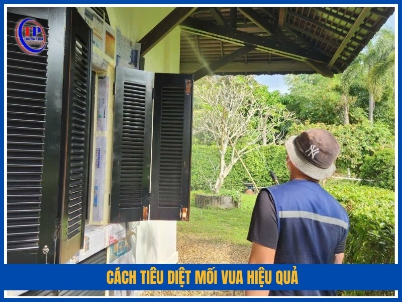 cách tiêu diệt mối vua hiệu quả
