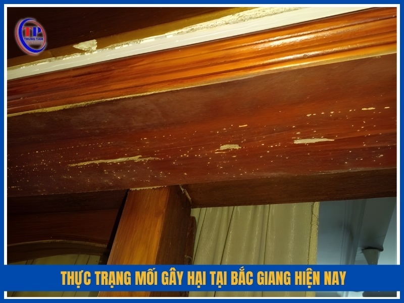 Thực trạng mối gây hại tại Bắc Giang hiện nay