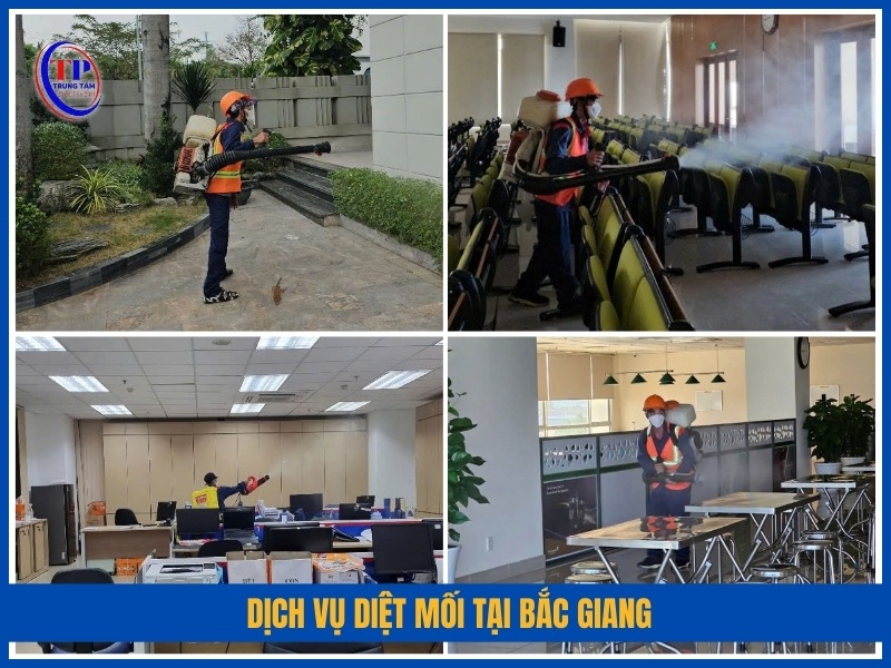 Dịch vụ diệt mối tại Bắc Giang phù hợp với những đối tượng nào?