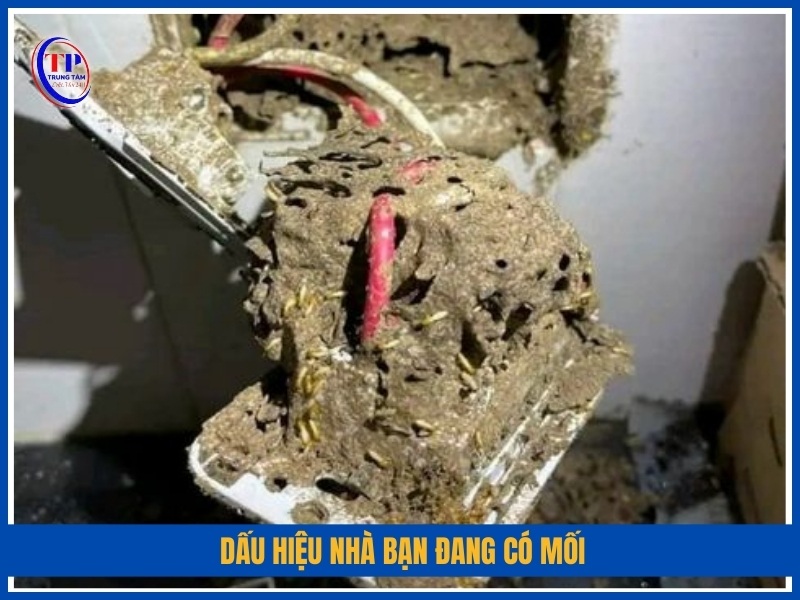 Dấu hiệu nhà bạn đang có mối