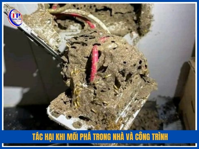 Tác hại khi mối phá trong nhà và công trình