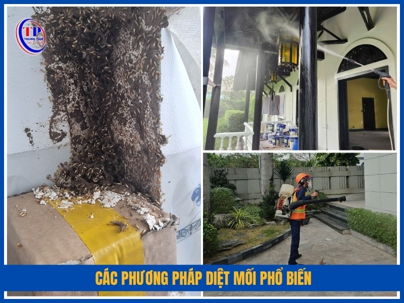 Các phương pháp diệt mối phổ biến