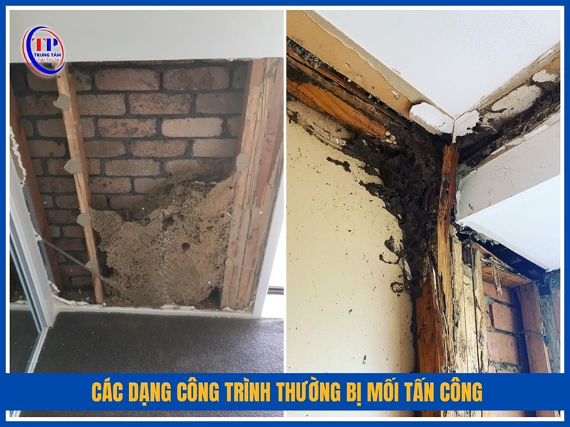 Các dạng công trình thường bị mối tấn công