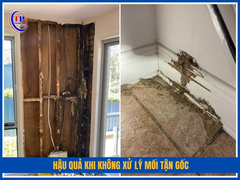 Hậu quả khi không xử lý mối tận gốc