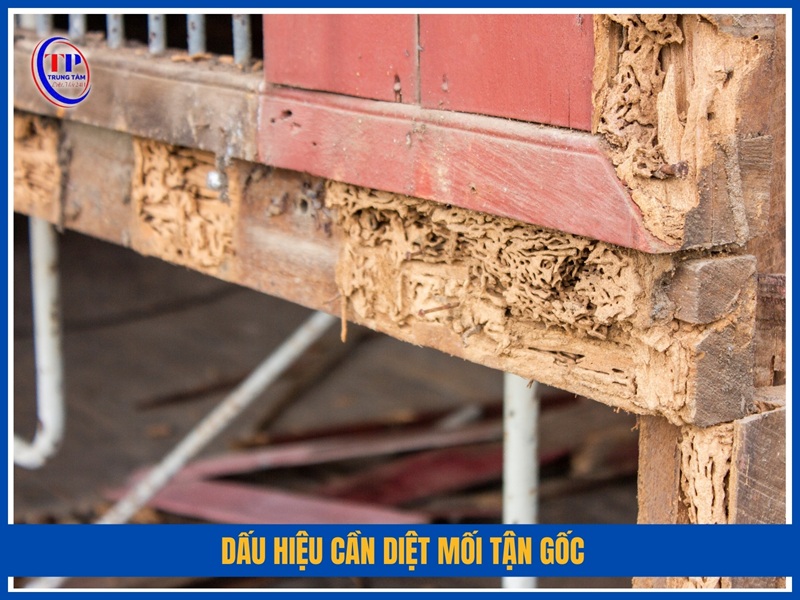 Dấu hiệu cần diệt mối tận gốc
