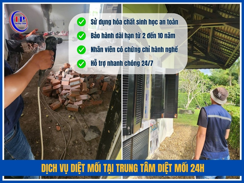 Dịch vụ diệt mối tại Trung Tâm Diệt Mối 24H