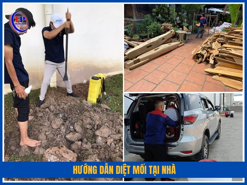 Hướng dẫn diệt mối tại nhà