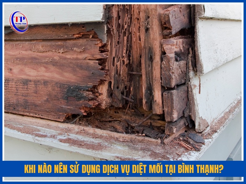 Khi nào nên sử dụng dịch vụ diệt mối tại Bình Thạnh?
