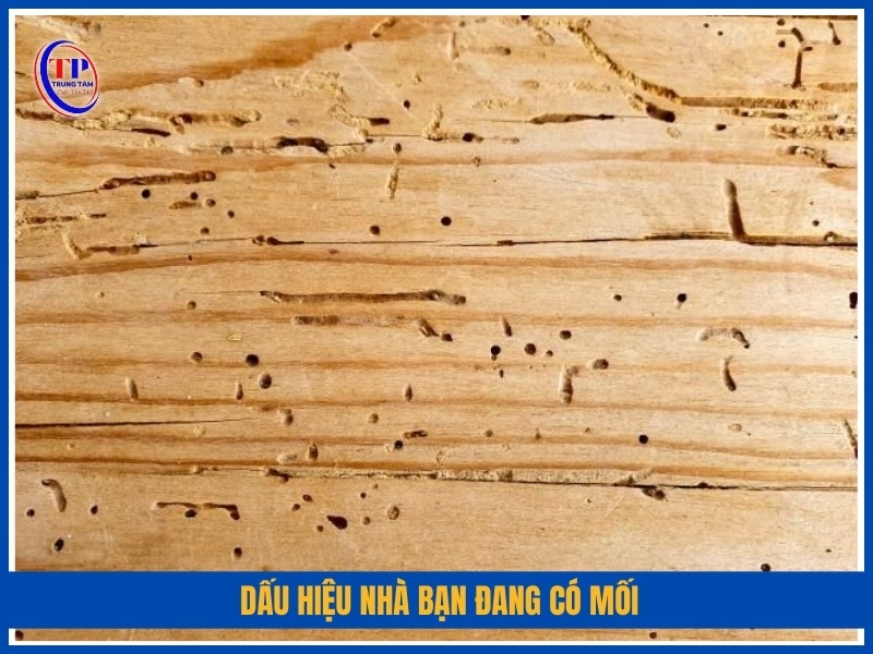 Dấu hiệu nhà bạn đang có mối