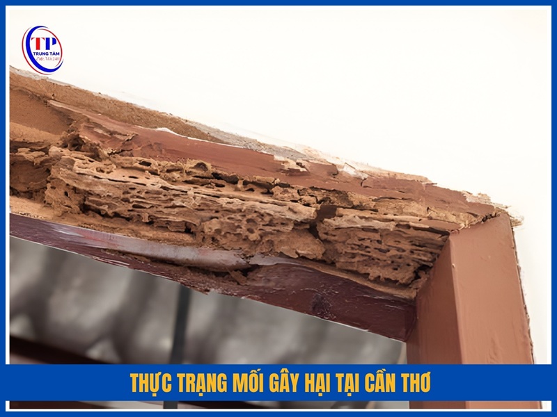 Thực trạng mối gây hại tại Cần Thơ