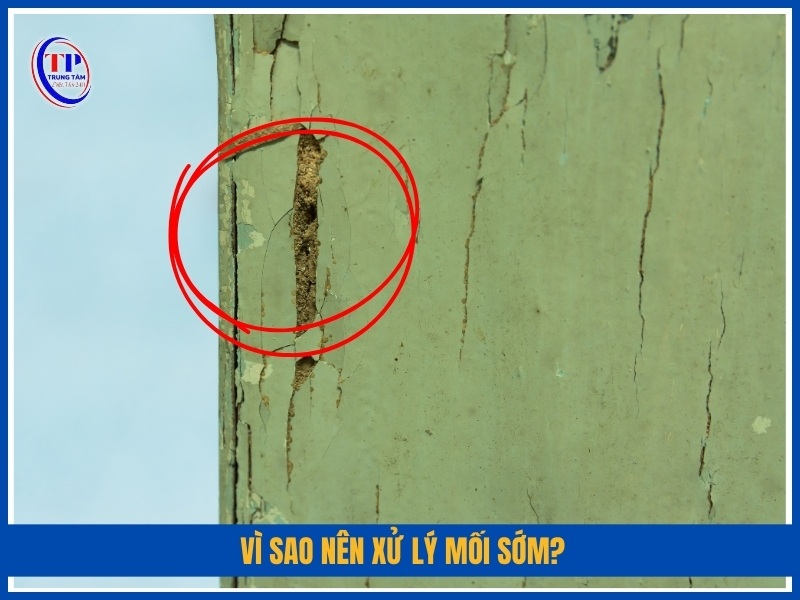 Vì sao nên xử lý mối sớm?