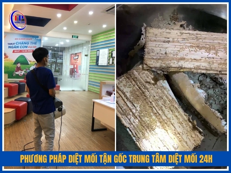 Phương pháp diệt mối tận gốc Trung Tâm Diệt Mối 24H