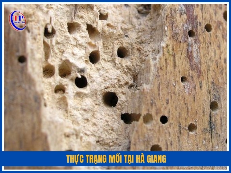 Thực trạng mối tại Hà Giang