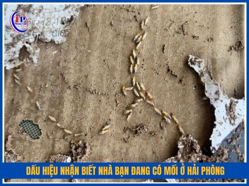 Dấu hiệu nhận biết nhà bạn đang có mối ở Hải Phòng