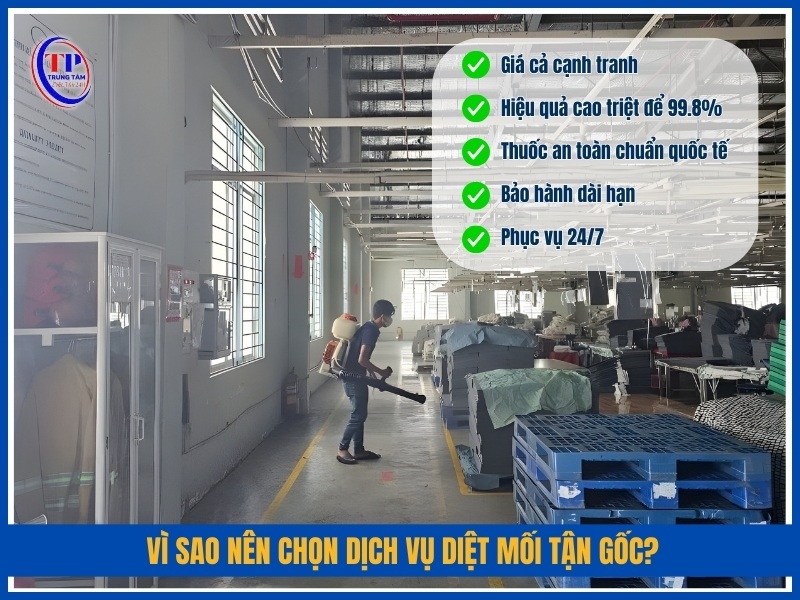 Vì sao nên chọn dịch vụ diệt mối tận gốc?
