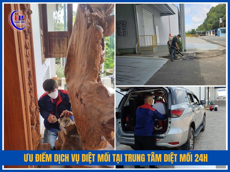 Ưu điểm dịch vụ diệt mối tại Trung Tâm Diệt Mối 24H