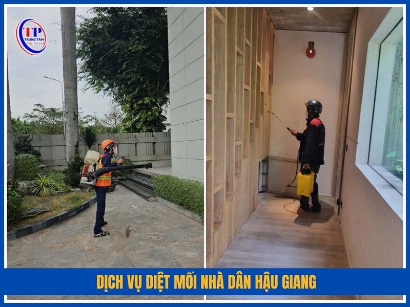 Dịch vụ diệt mối nhà dân Hậu Giang